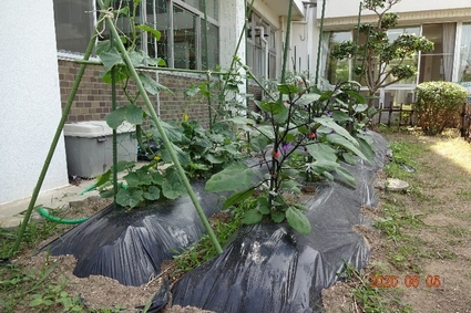 写真：あゆみ野菜園