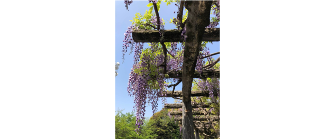 八ツ面山の藤の花