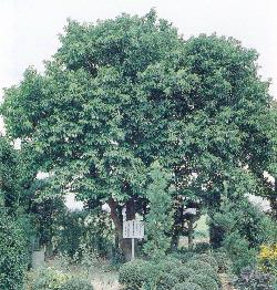 写真：バクチノキ