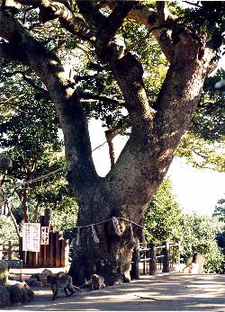 写真：沖嶋社のタブノキ