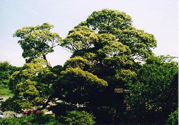 写真：西林寺の大椎