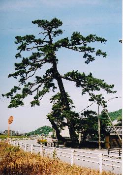 写真：吉良の五本松