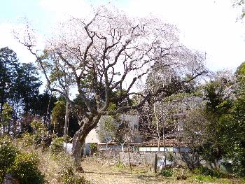 写真：観音寺の江戸彼岸1