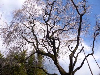 写真:観音寺の江戸彼岸2