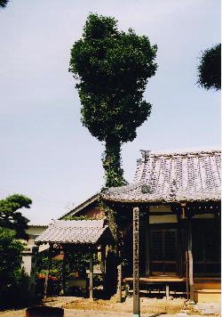 写真：円融寺の大梛