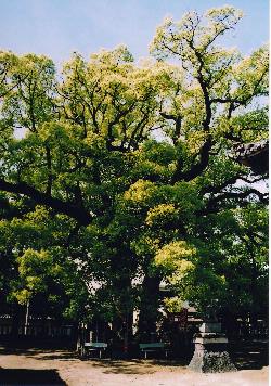 写真：羽利神社の双幹大樟