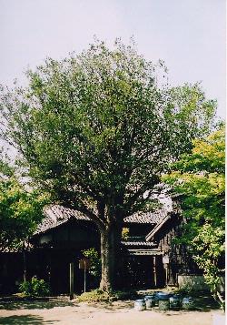 写真：旧糟谷邸の柞の木