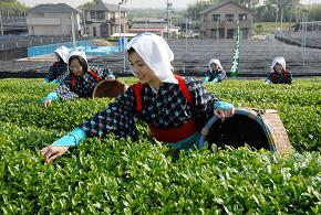 写真：茶摘みの様子