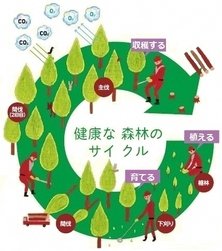 イラスト：健康な森林のサイクル　植える・育てる・収穫する