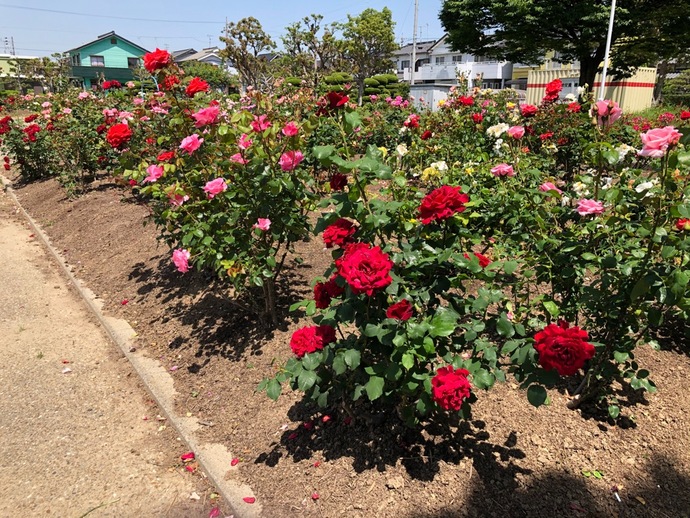 写真：戸ケ崎公園