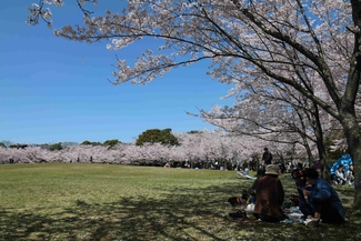 写真：八ツ面山公園2