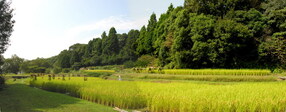 写真：棚田エリア3