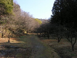 写真：柿の木畑