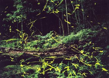 写真:平原ゲンジボタル