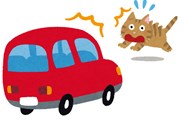 猫の交通事故