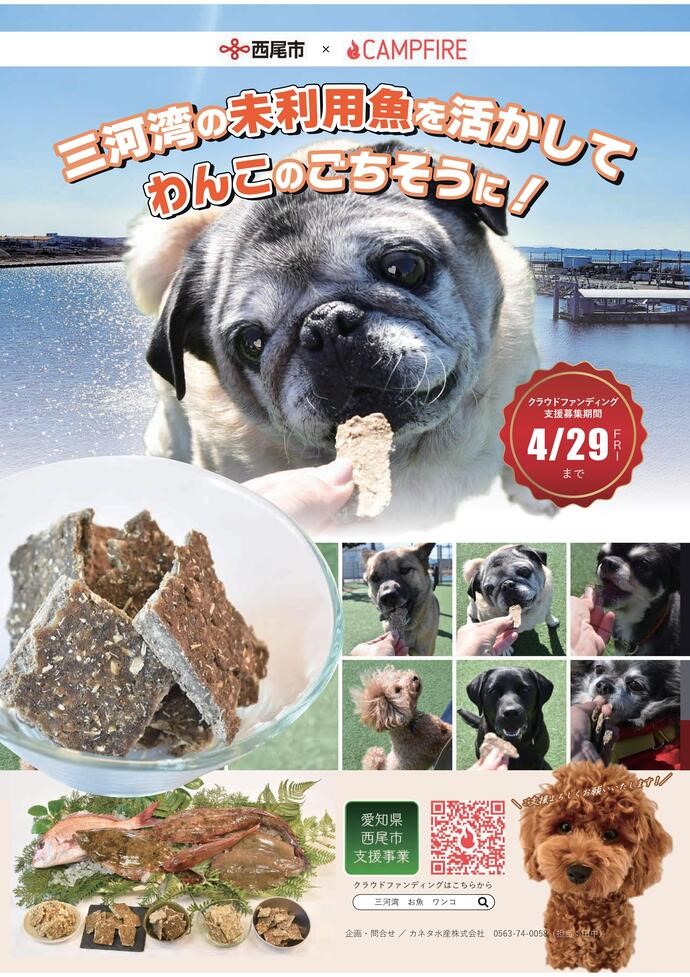 三河湾の未利用魚を活かしてわんこのごちそうに！
