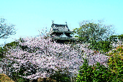 写真：城跡の西尾城と桜