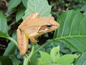 写真：ニホンアカガエル