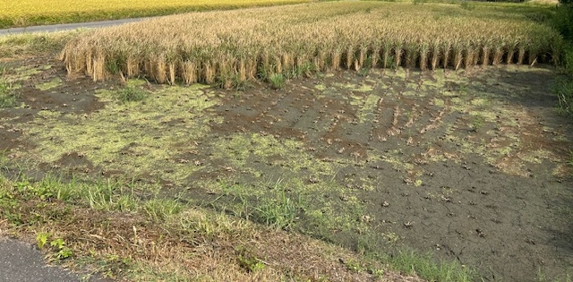 非農耕地用除草剤の被害を受けた水田