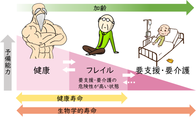 フレイル概念図